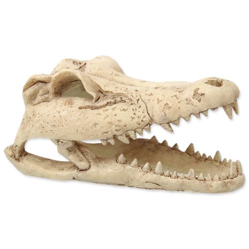 Okrasek Krokodilja lobanja 13,8 cm